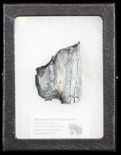 Mammoth Molar Slice - South Carolina #44068